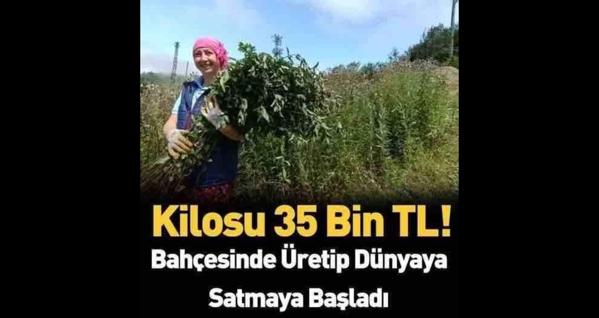 Aile yaylada ürettikleri o şey ile Almanlara rakip oldu. 35 bin liradan ...